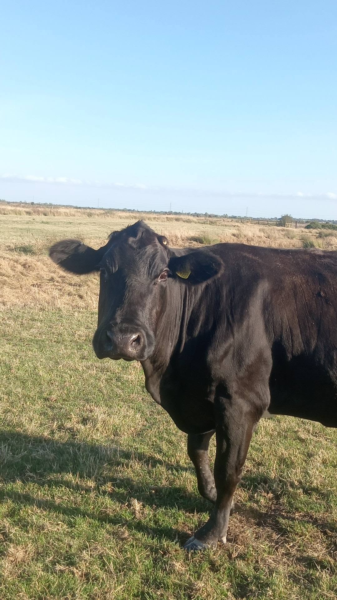 A black cow standing in a sunny field at North Farm